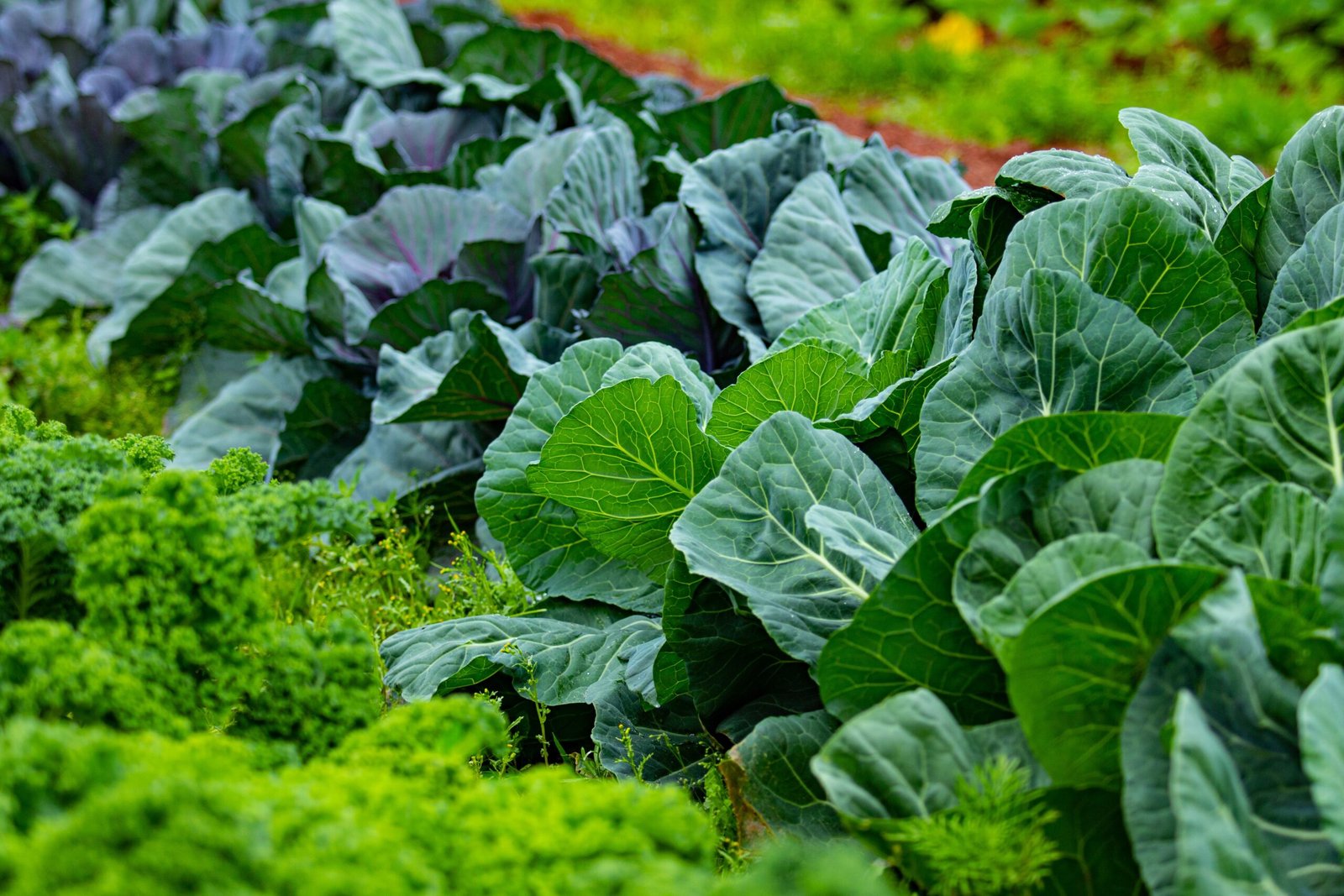 Learners working through the growing season