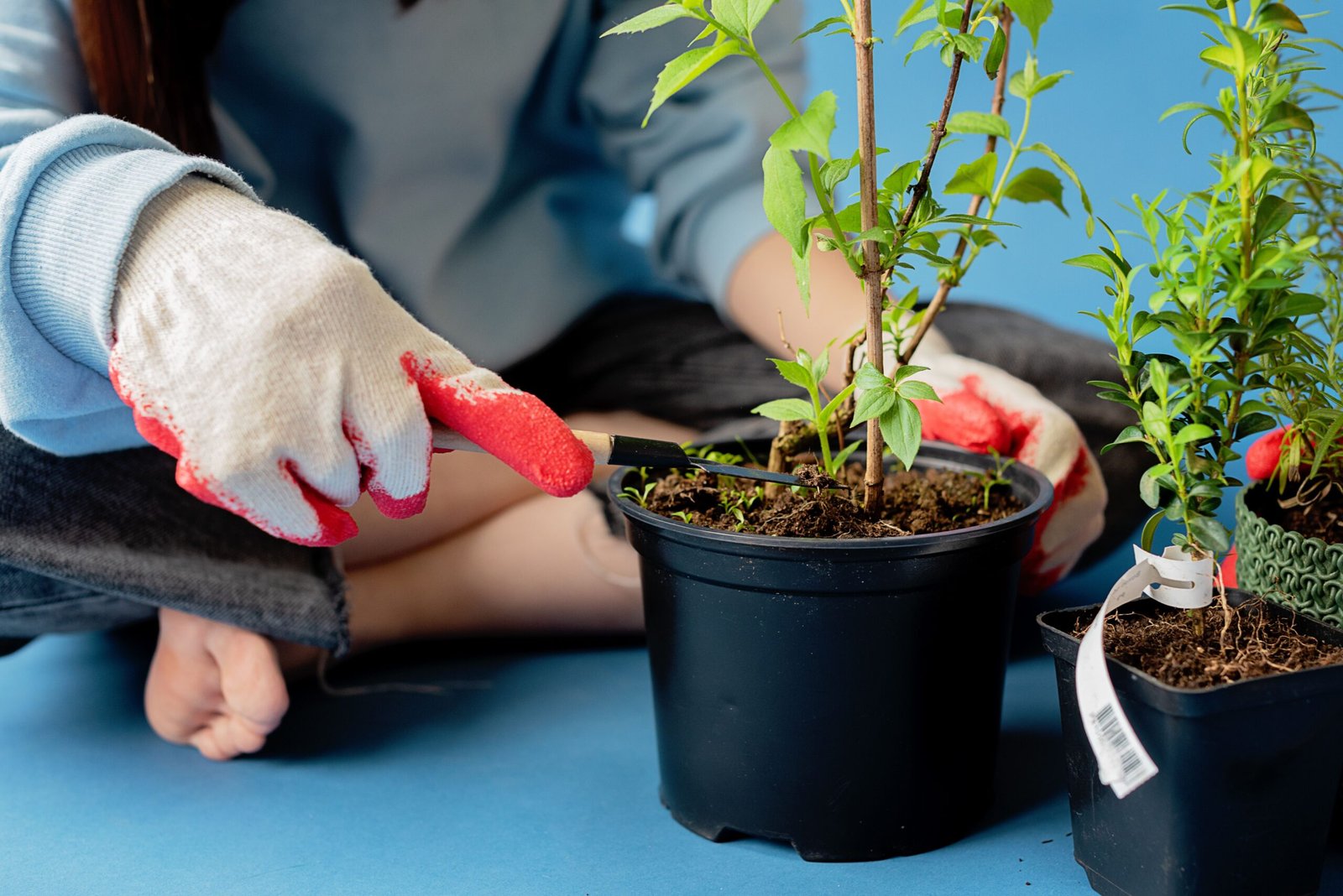 Learners caring for plants