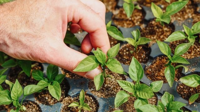 Learners caring for small plants